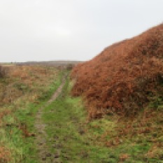 The substansial outer bank on the landward side.